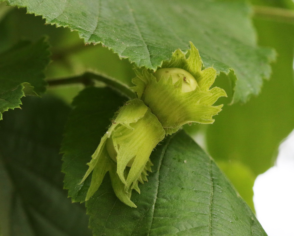 Изображение особи Corylus avellana.