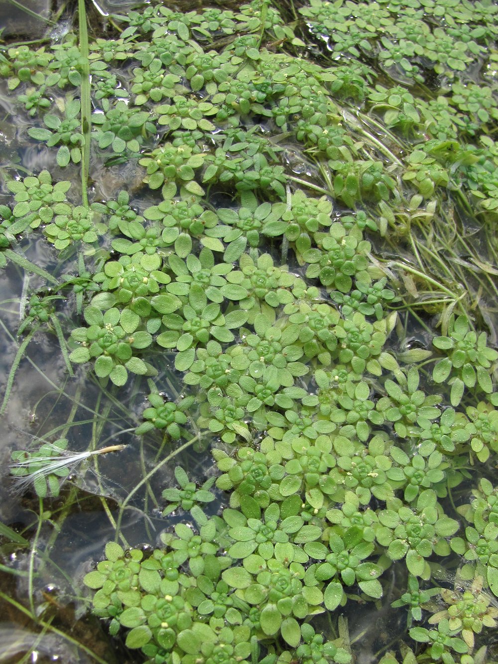 Image of Callitriche palustris specimen.