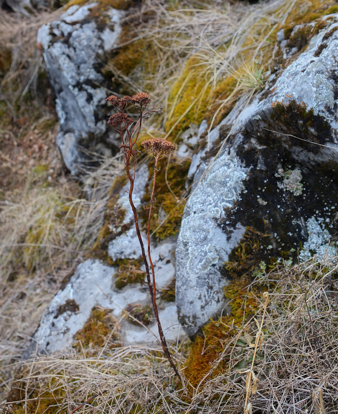 Image of Hylotelephium triphyllum specimen.