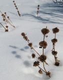 Phlomoides tuberosa