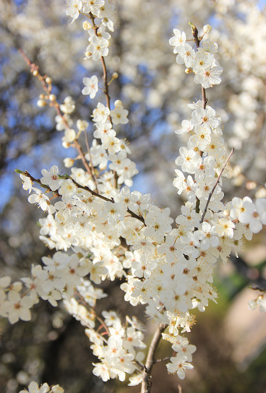 Image of Prunus cerasifera specimen.