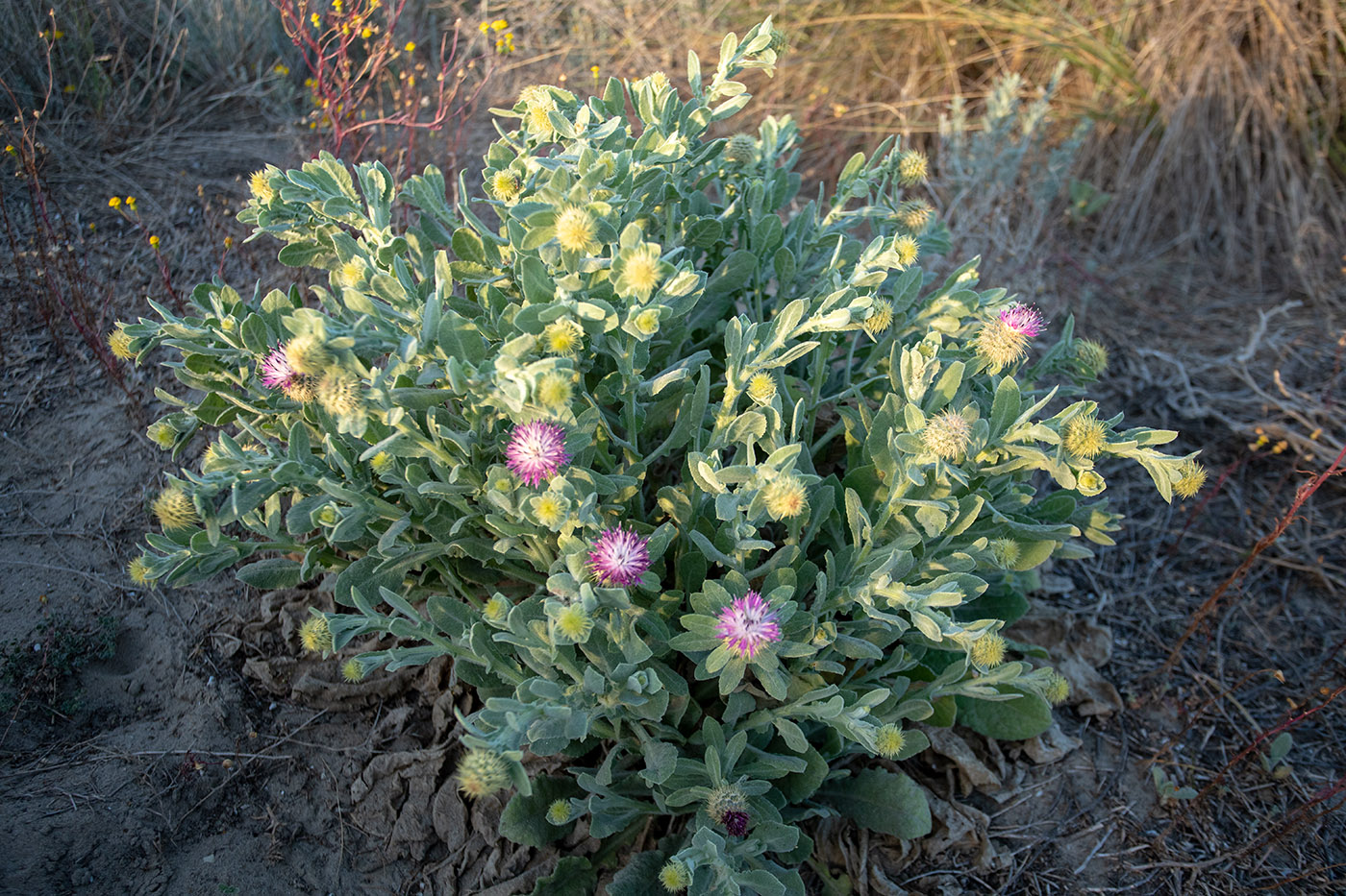 Изображение особи Centaurea seridis ssp. maritima.