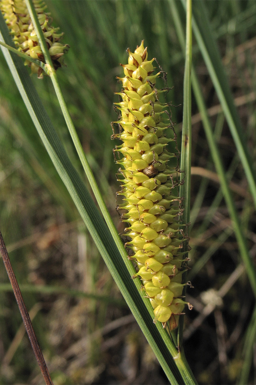 Image of Carex rostrata specimen.