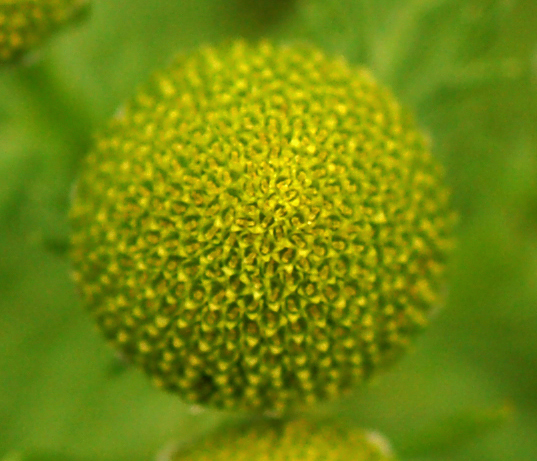 Image of Matricaria discoidea specimen.