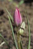 Tulipa humilis