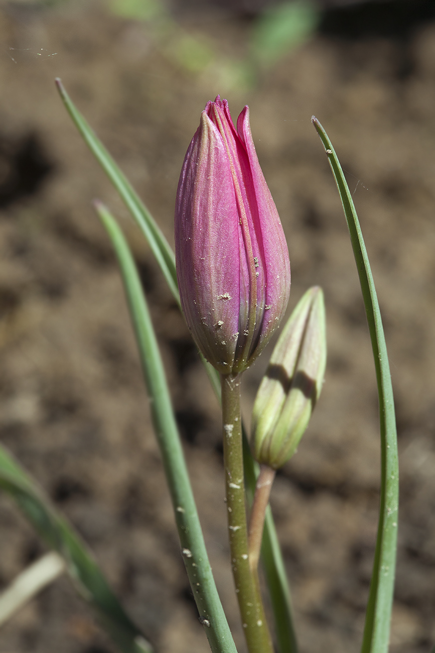 Изображение особи Tulipa humilis.