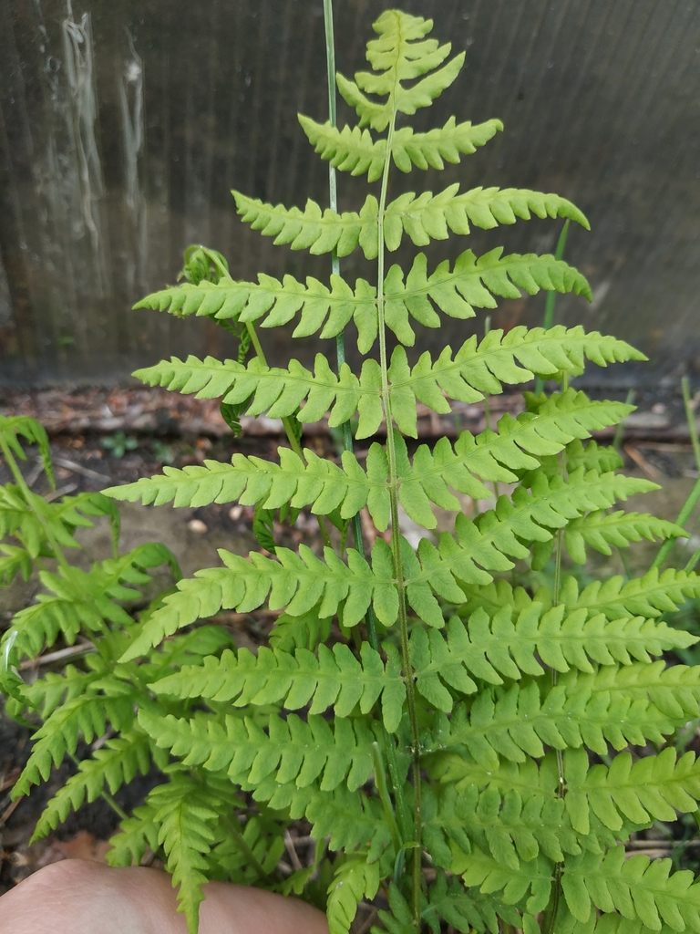 Изображение особи Thelypteris palustris.