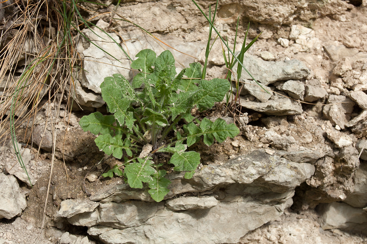 Изображение особи Sisymbrium loeselii.