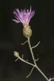Centaurea caprina