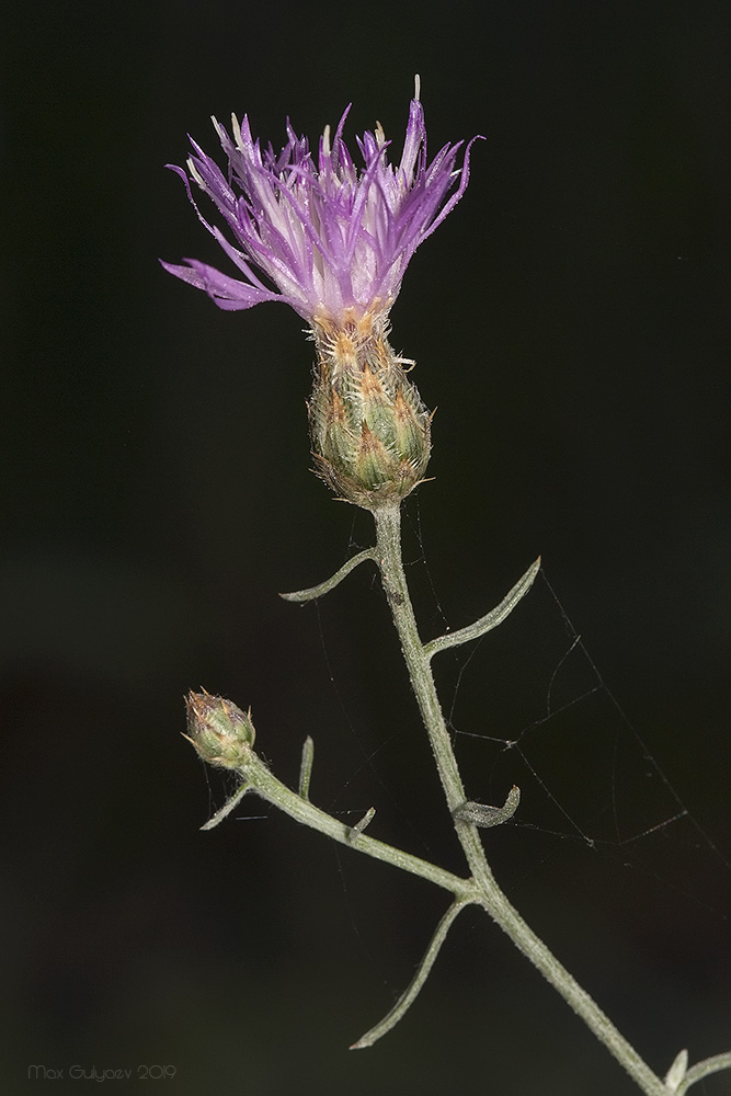 Изображение особи Centaurea caprina.