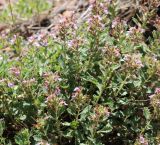 Teucrium chamaedrys