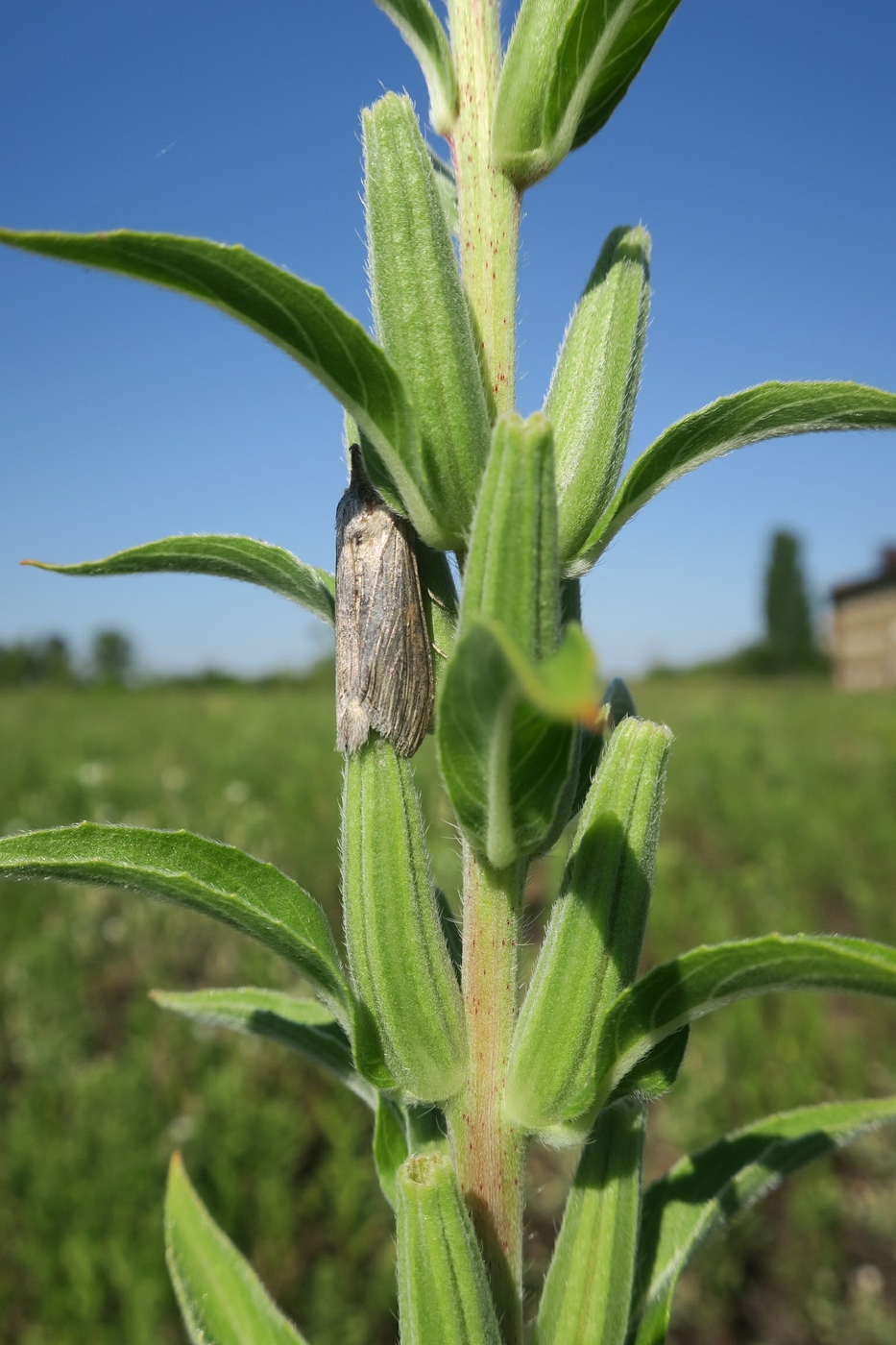 Изображение особи Oenothera depressa.