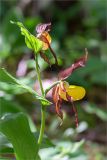 Cypripedium calceolus. Верхушка побега с соцветием. Ленинградская обл., Волосовский р-н, окр. дер. Донцо, обочина грунтовой дороги в мелколиственном лесу. 16.06.2019.