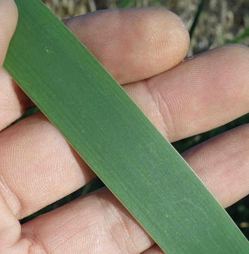 Изображение особи Typha latifolia.