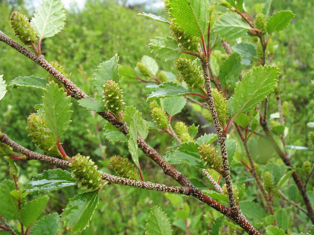 Image of Betula humilis specimen.