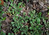 Antennaria dioica