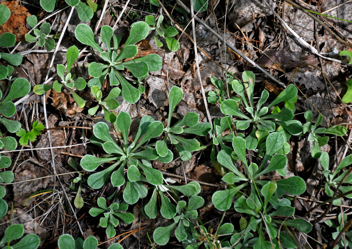 Изображение особи Antennaria dioica.