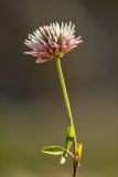 Trifolium ambiguum. Верхушка растения с соцветием. Кабардино-Балкария, Эльбрусский р-н, долина р. Сылтрансу, ≈ 2200 м н.у.м., субальпийский луг. 05.08.2019.