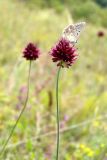 Allium sphaerocephalon