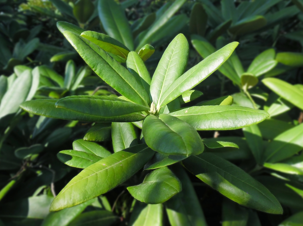 Изображение особи Rhododendron brachycarpum.