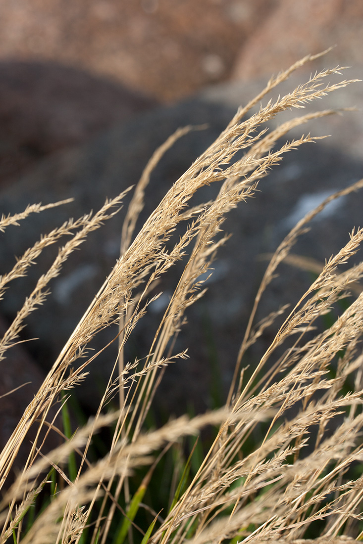 Изображение особи Agrostis straminea.