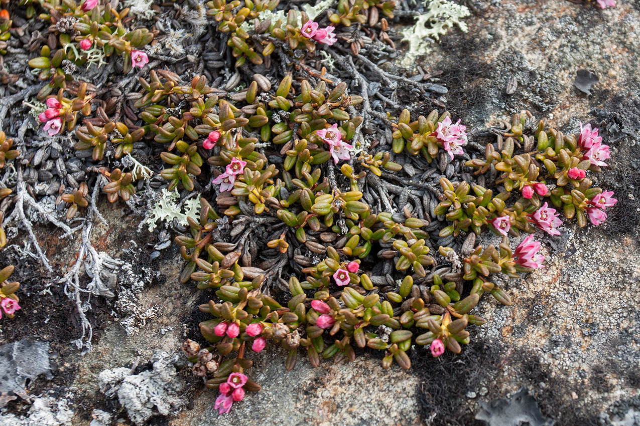 Изображение особи Loiseleuria procumbens.