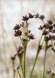 Juncus articulatus. Верхушка веточки с соплодиями. Беларусь, Витебская обл., дер. Сурмино, песчаный берег озера. 30.07.2019.