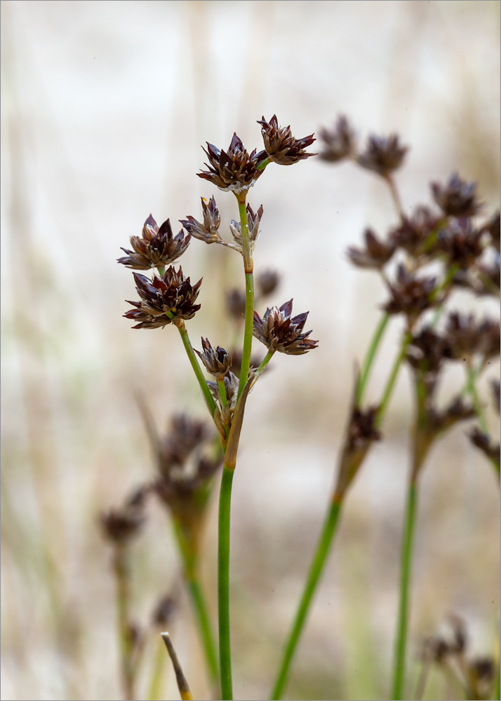 Image of Juncus articulatus specimen.