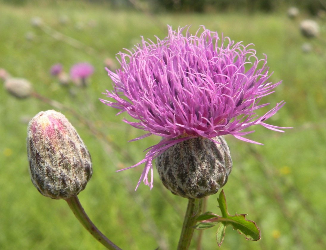 Изображение особи Serratula coronata.