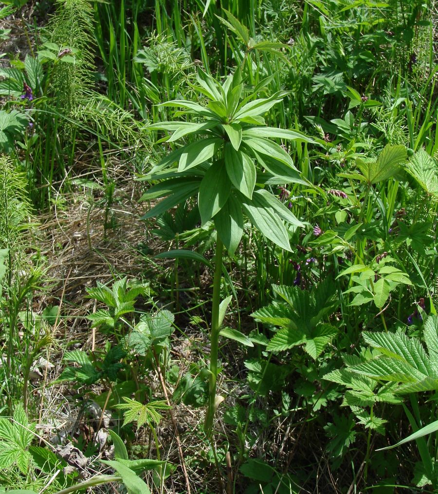 Image of Lilium pilosiusculum specimen.