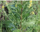 Verbascum lychnitis