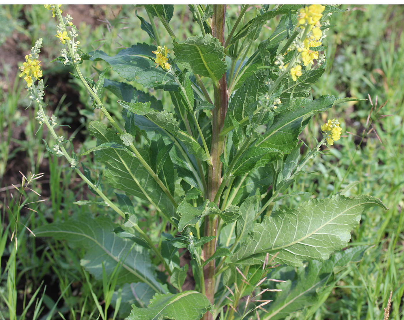 Изображение особи Verbascum lychnitis.