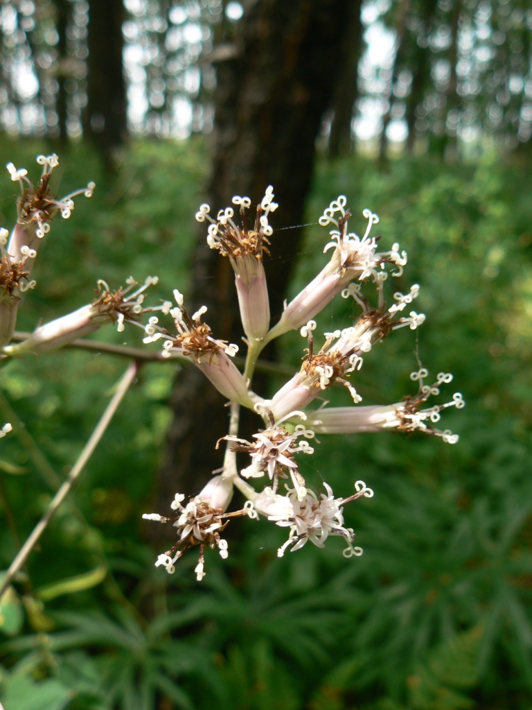 Изображение особи Syneilesis aconitifolia.