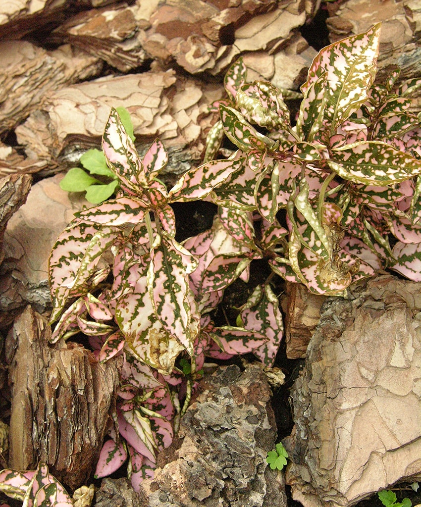 Image of Hypoestes phyllostachya specimen.