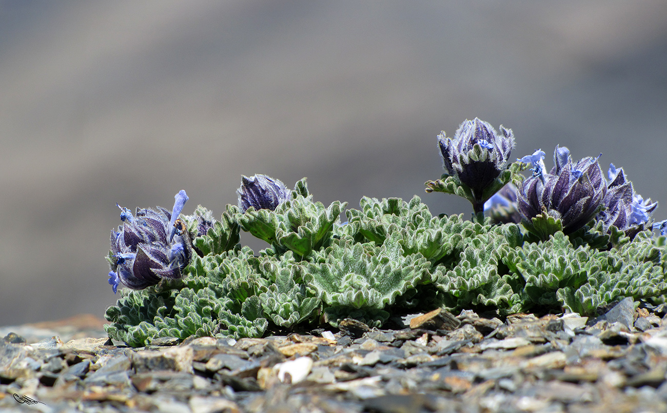 Image of Nepeta lipskyi specimen.