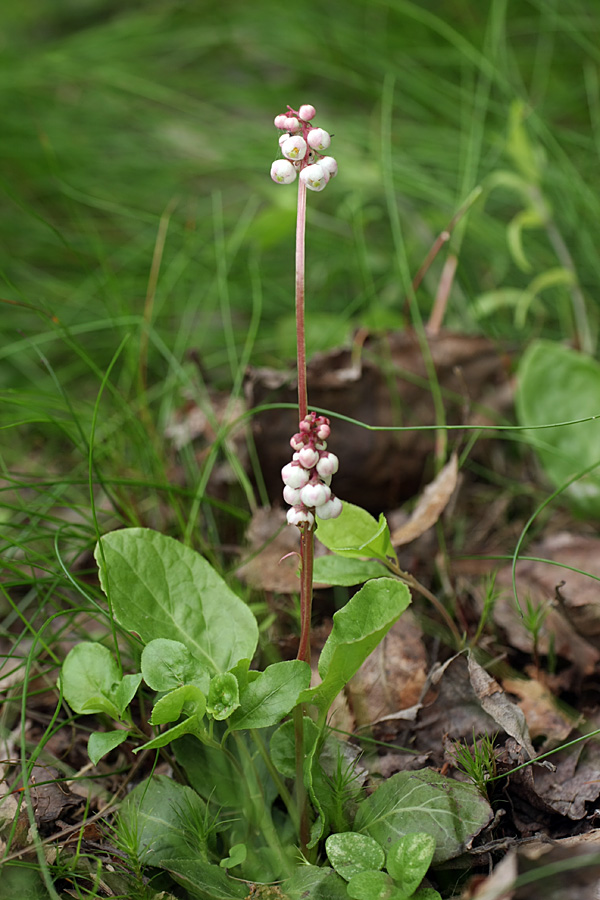 Изображение особи Pyrola minor.