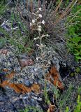 Silene quadriloba