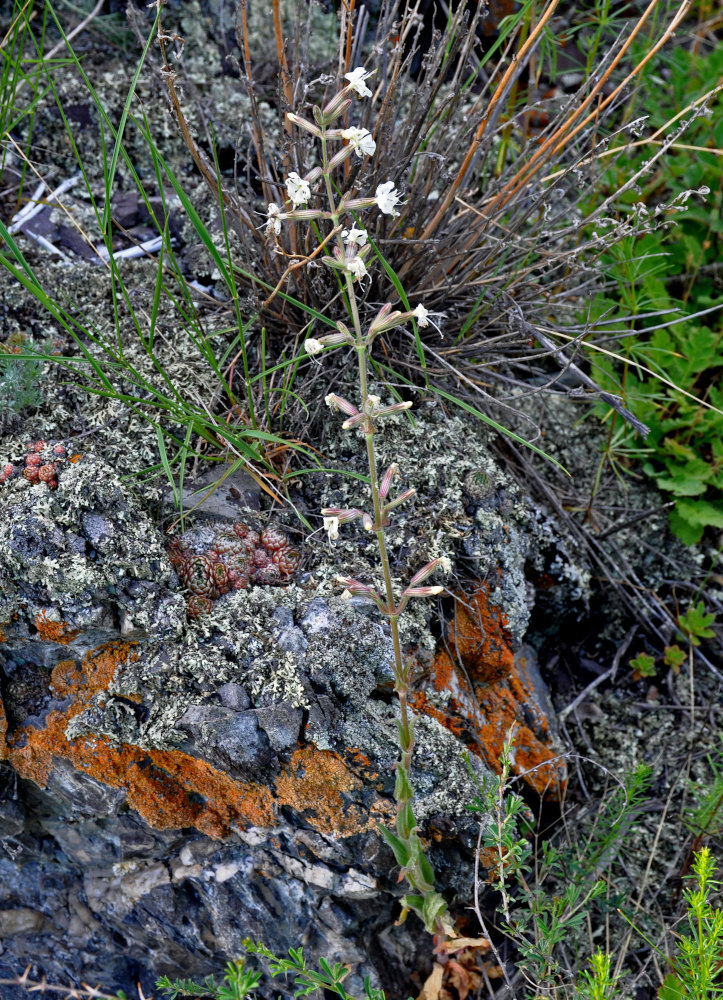 Изображение особи Silene quadriloba.