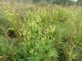 Cirsium oleraceum