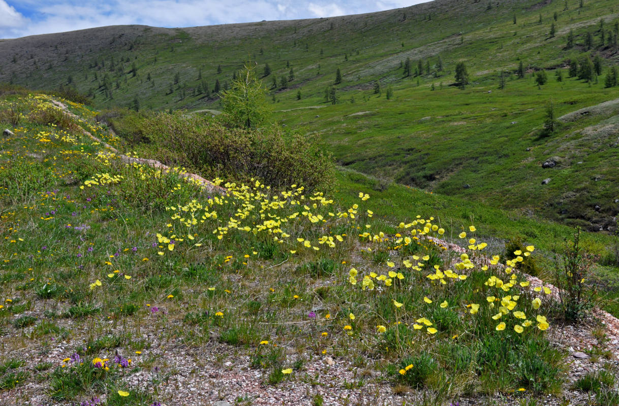 Image of genus Papaver specimen.