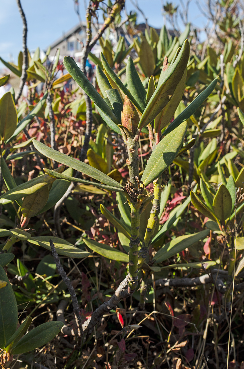 Image of Rhododendron caucasicum specimen.