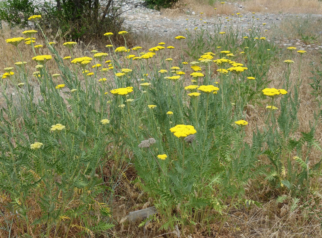 Image of Achillea filipendulina specimen.