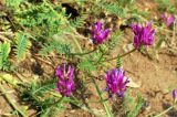 Astragalus onobrychis