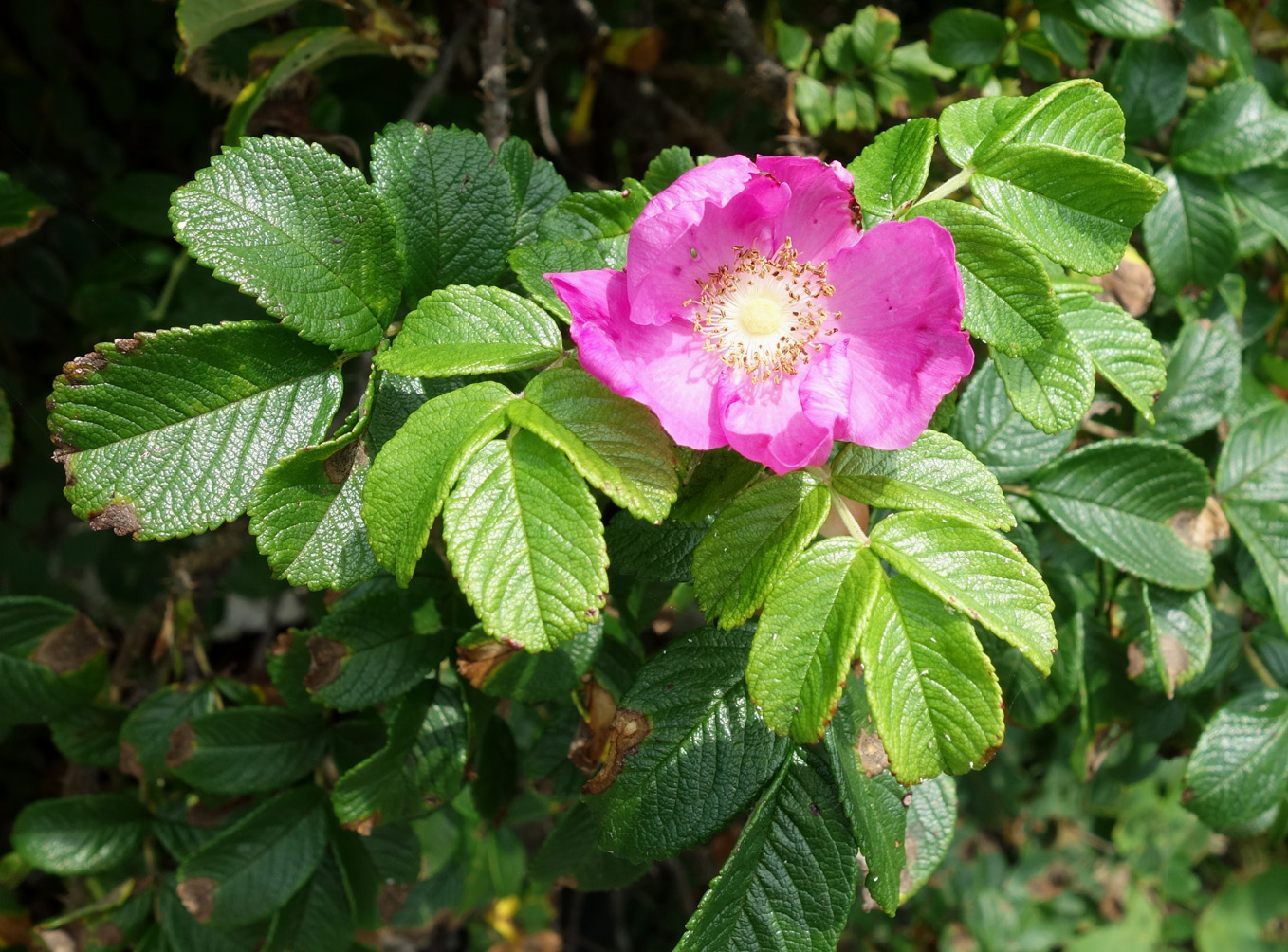 Изображение особи Rosa rugosa.