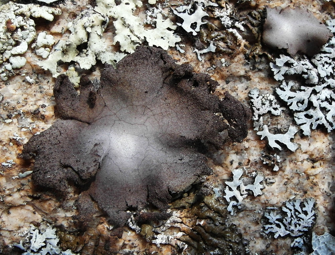 Image of Umbilicaria hirsuta specimen.