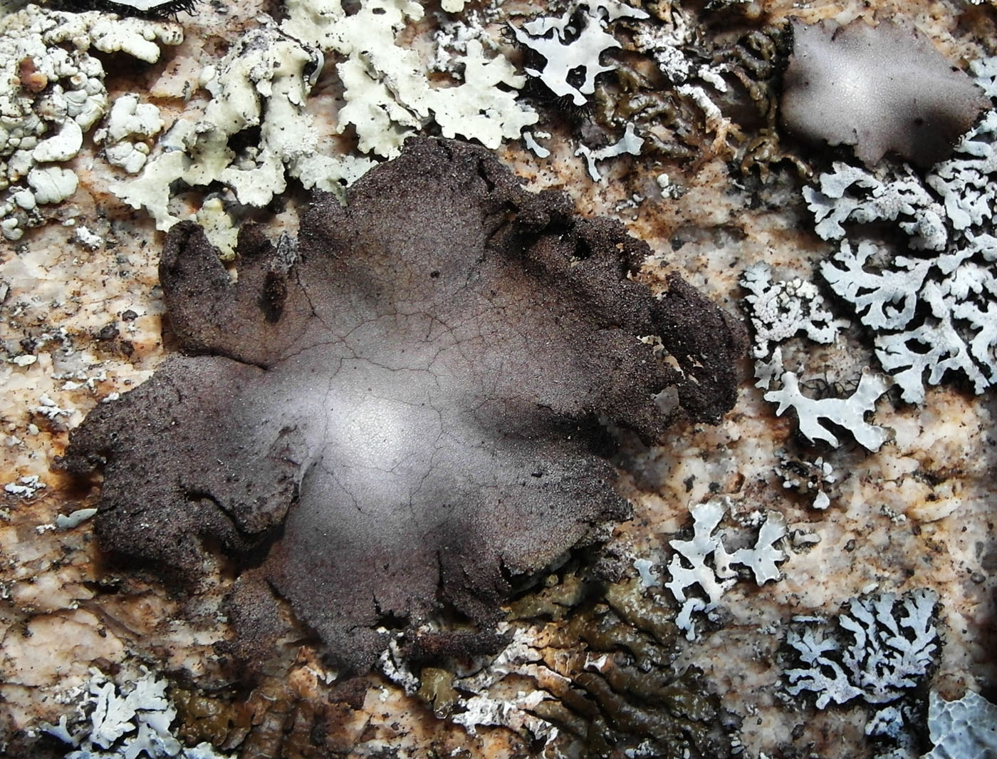 Изображение особи Umbilicaria hirsuta.