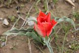 Tulipa micheliana