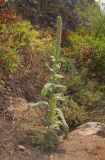 Verbascum thapsus. Плодоносящее растение. Башкортостан, Бурзянский р-н, скала. 12.08.2010.