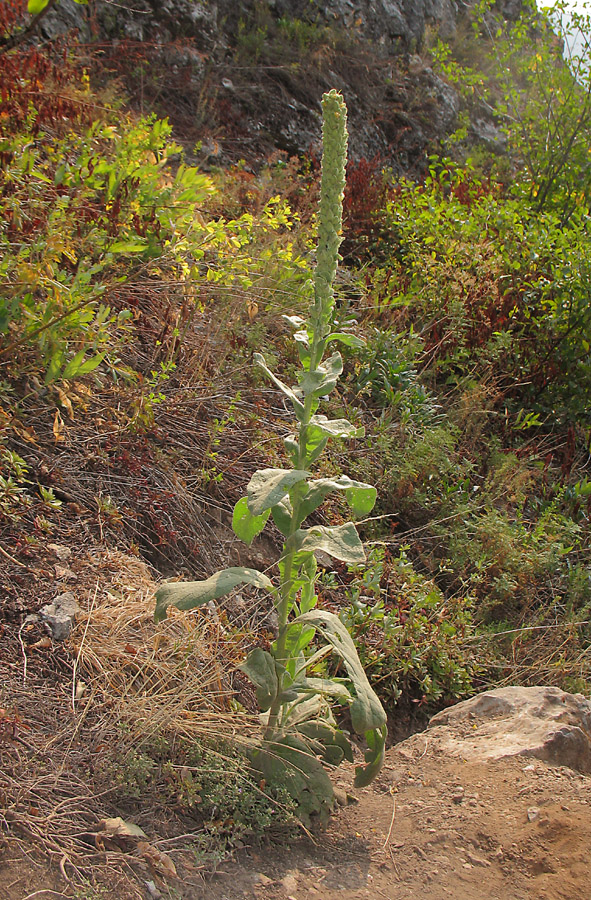 Изображение особи Verbascum thapsus.