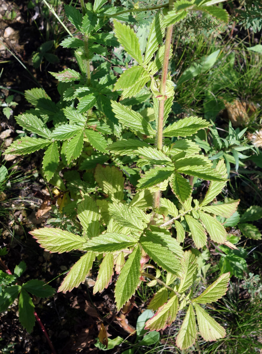 Image of Agrimonia coreana specimen.